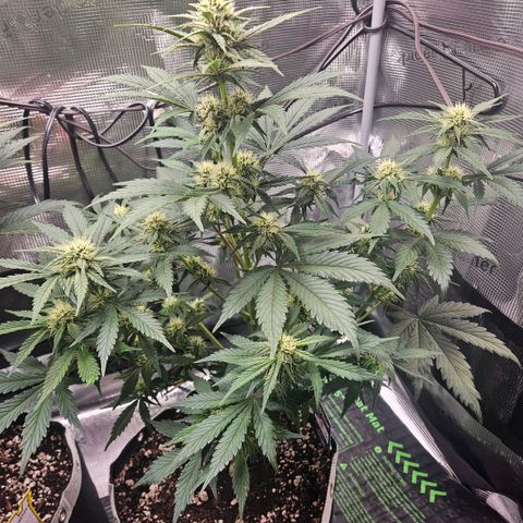 BP1 growlog timeline photo