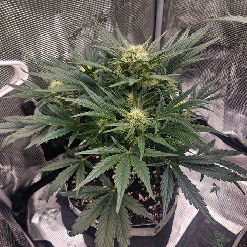 HH1 growlog timeline photo