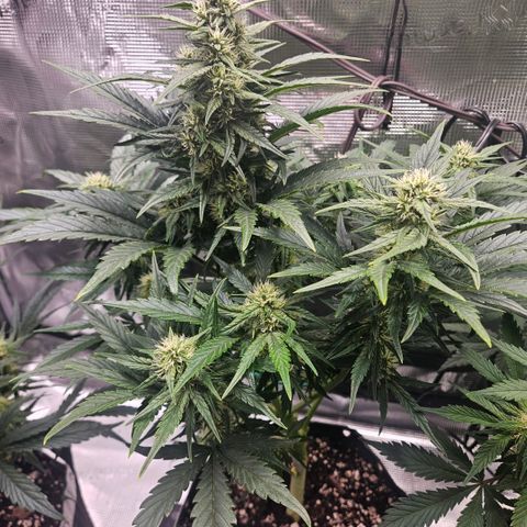 SWxROG growlog timeline photo