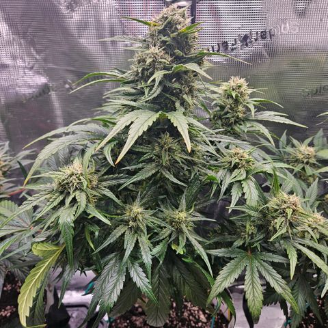 SWxROG growlog timeline photo
