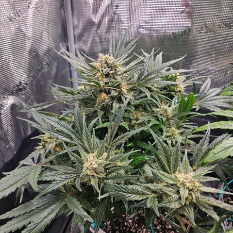 HH1 growlog timeline photo