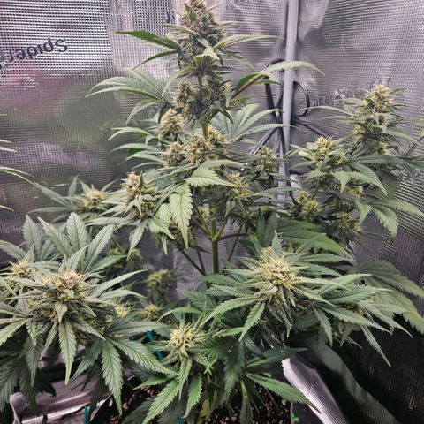 BP1 growlog timeline photo