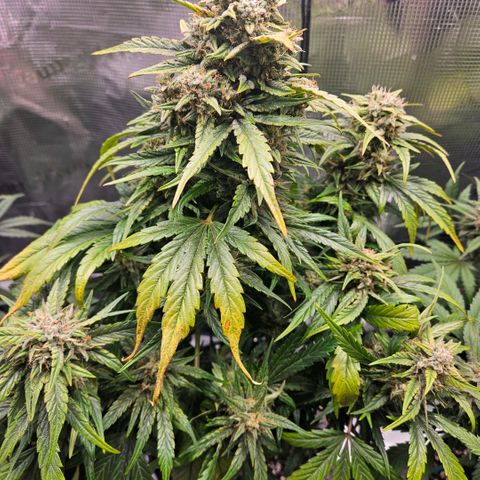 SWxROG growlog photo: At lights on