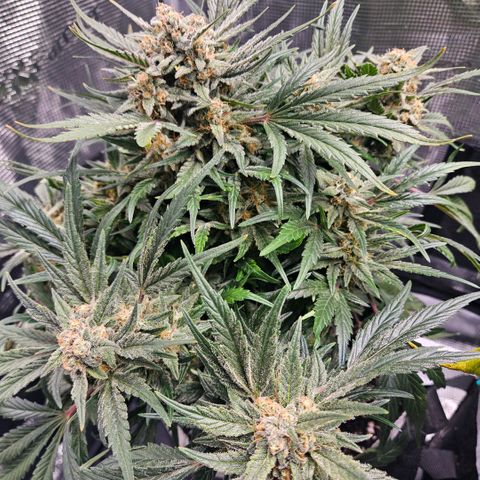 HH1 growlog timeline photo