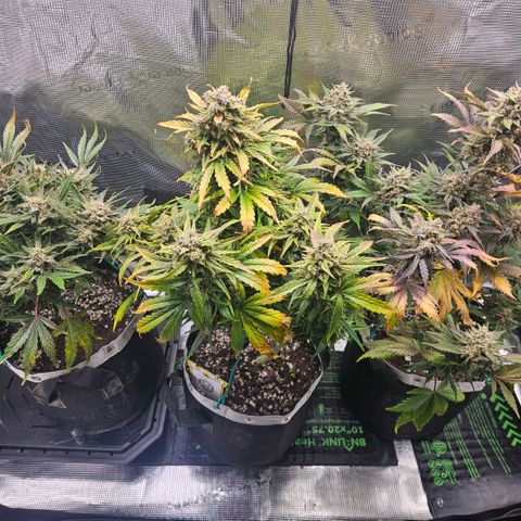 SWxROG growlog timeline photo