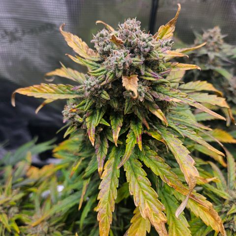 SWxROG growlog timeline photo