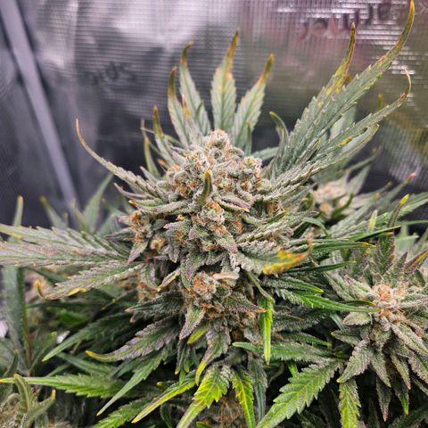 HH1 growlog timeline photo