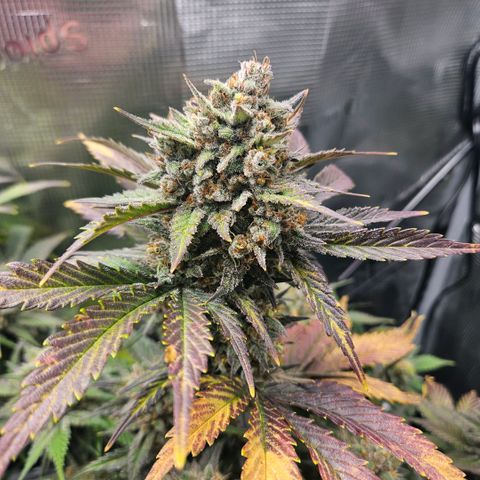 BP1 growlog timeline photo