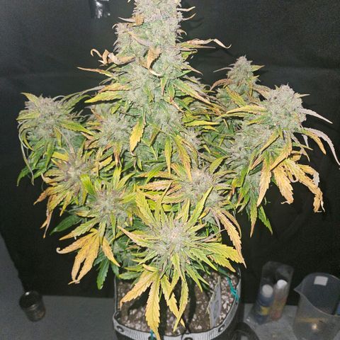 SWxROG growlog timeline photo