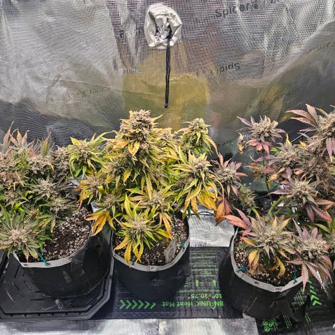 SWxROG growlog timeline photo