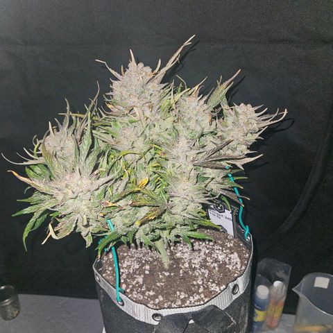 HH1 growlog timeline photo