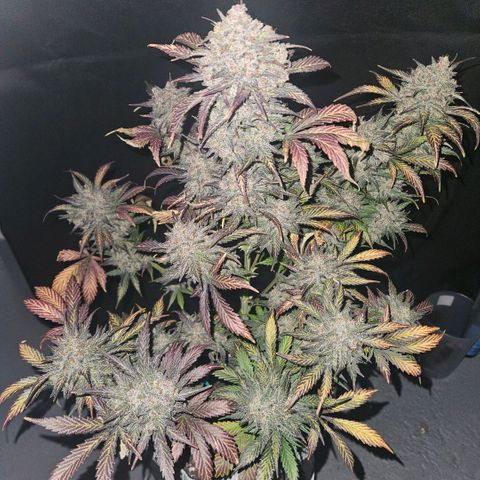BP1 growlog timeline photo