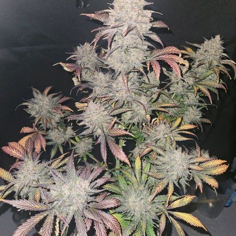 BP1 growlog timeline photo