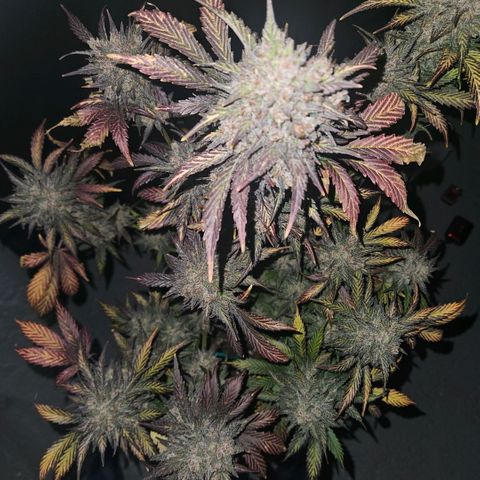 BP1 growlog timeline photo