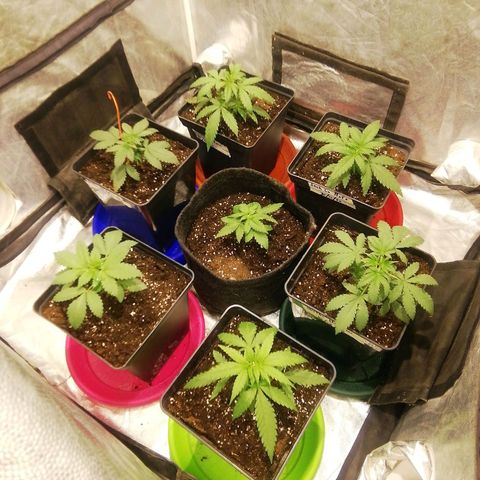 Jack La Mota growlog photo