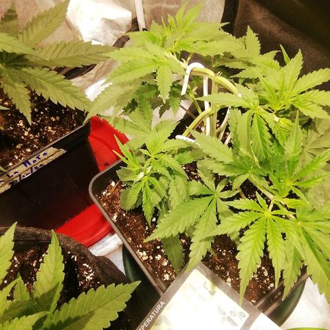 Jack La Mota growlog photo