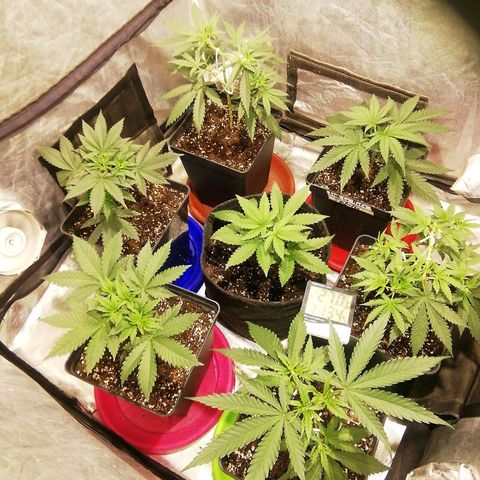 Jack La Mota growlog photo