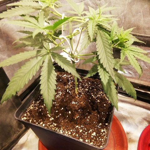 Jack La Mota growlog photo
