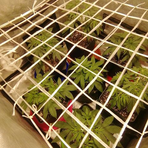 Jack La Mota growlog timeline photo