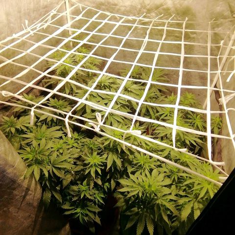 Jack La Mota growlog timeline photo