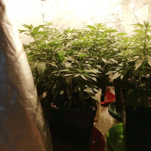 Jack La Mota growlog timeline photo
