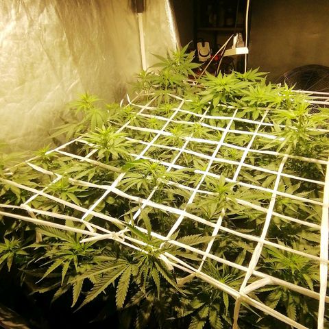 Jack La Mota growlog photo: Comienzan a aparecer los brotes