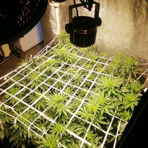 Jack La Mota growlog timeline photo