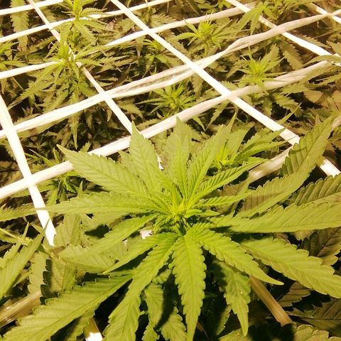 Jack La Mota growlog timeline photo