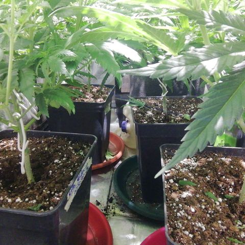 Jack La Mota growlog timeline photo