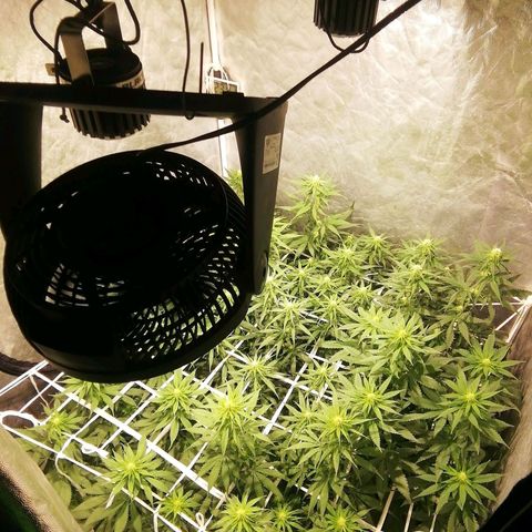 Jack La Mota growlog photo: Fin de, 3ra semana