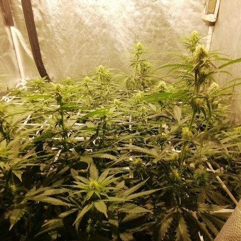 Jack La Mota growlog photo: Fin de, 3ra semana
