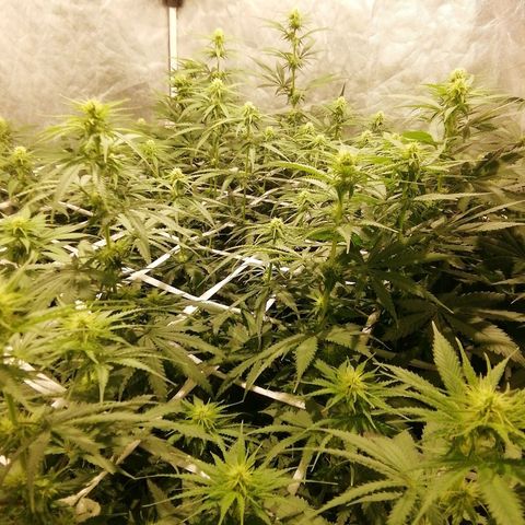 Jack La Mota growlog photo: Fin de, 3ra semana