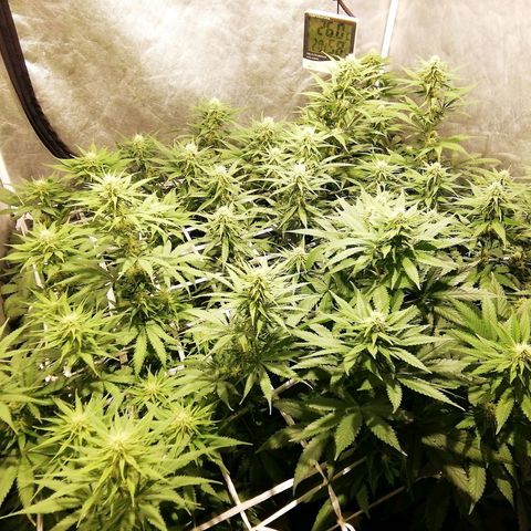 Jack La Mota growlog timeline photo