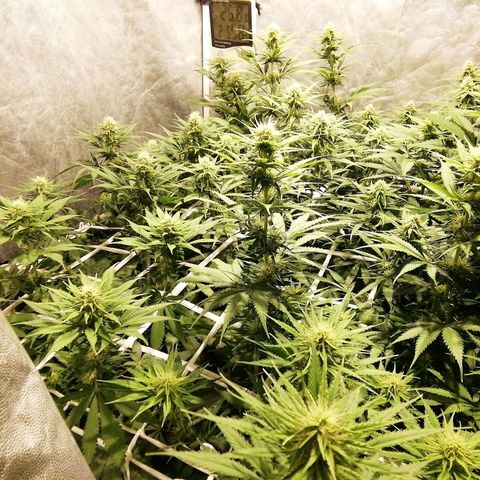 Jack La Mota growlog timeline photo