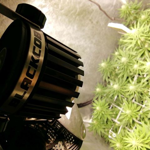 Jack La Mota growlog timeline photo