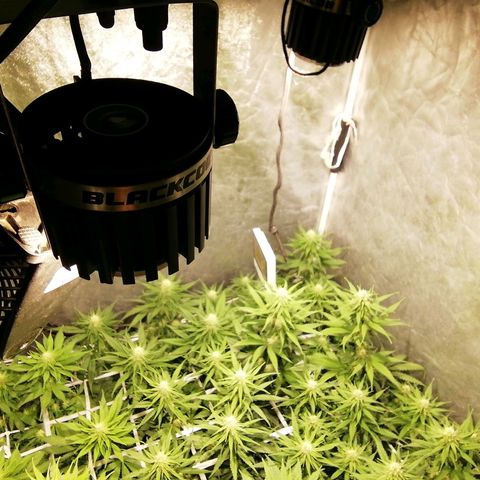 Jack La Mota growlog timeline photo
