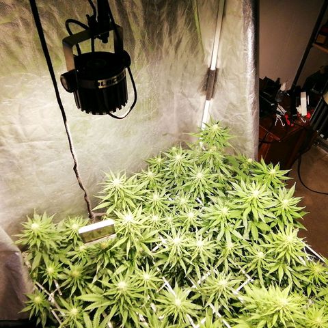 Jack La Mota growlog timeline photo