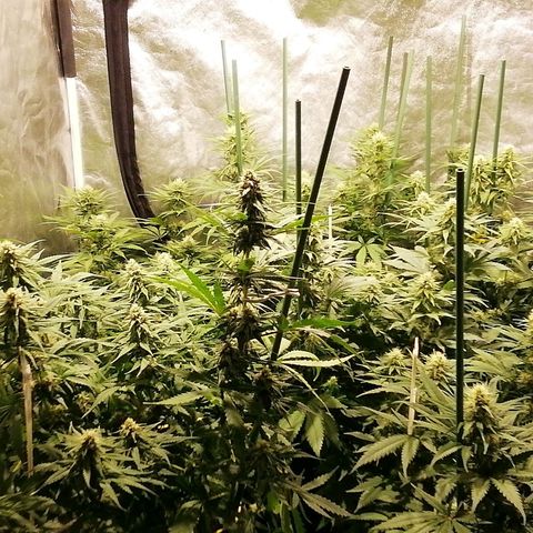 Jack La Mota growlog timeline photo