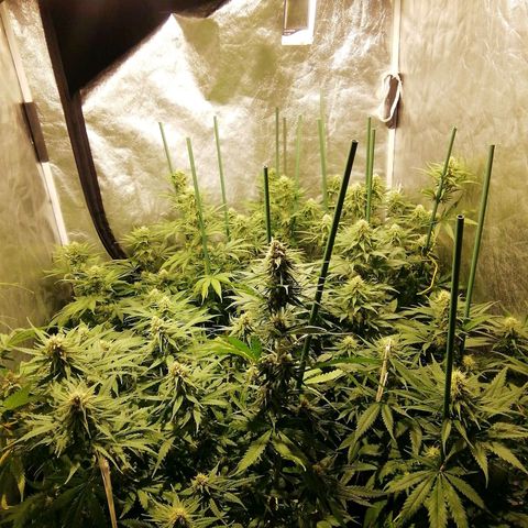 Jack La Mota growlog timeline photo