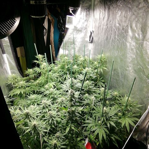 Jack La Mota growlog timeline photo