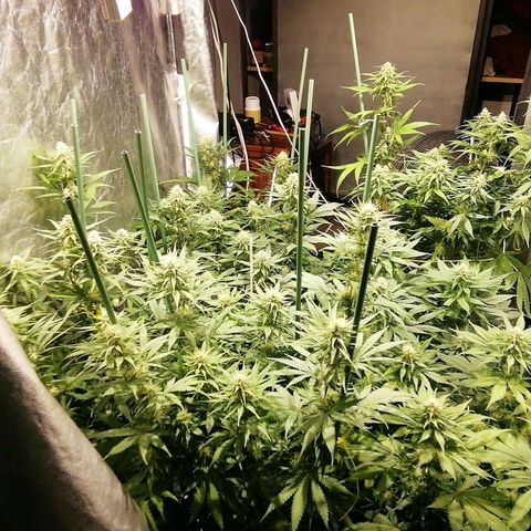 Jack La Mota growlog timeline photo