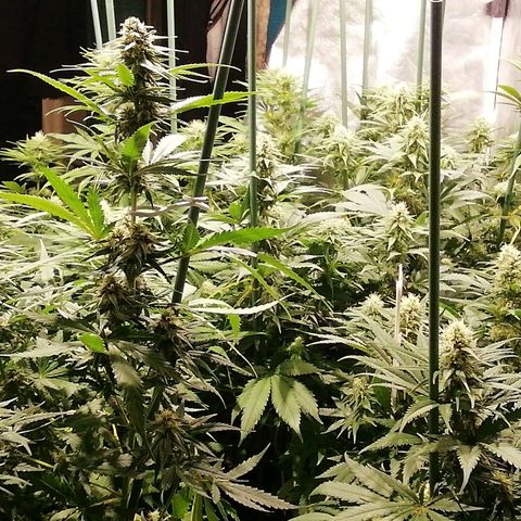 Jack La Mota growlog timeline photo
