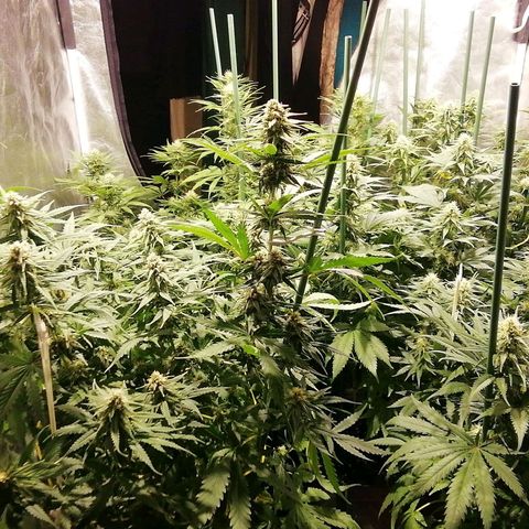 Jack La Mota growlog timeline photo