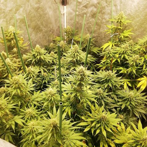 Jack La Mota growlog timeline photo