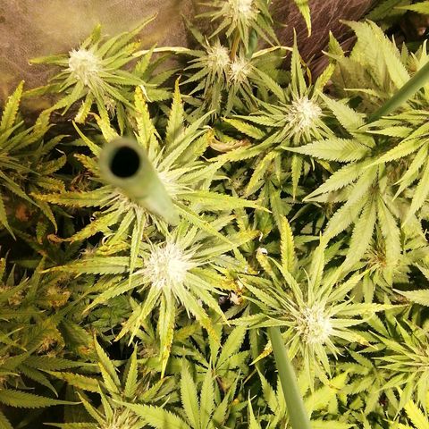 Jack La Mota growlog timeline photo