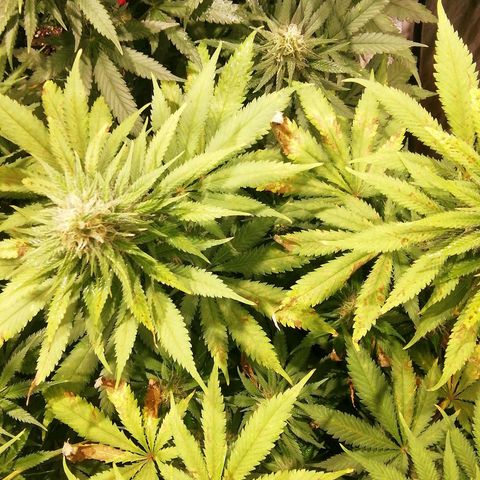 Jack La Mota growlog timeline photo