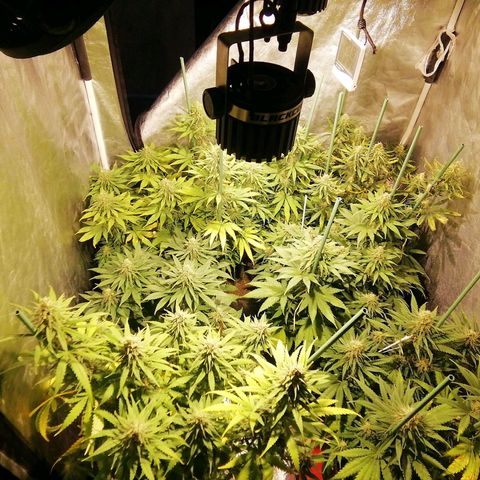 Jack La Mota growlog photo: Inicio semana 6