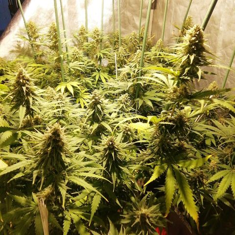 Jack La Mota growlog photo: Inicio semana 6
