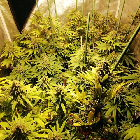 Jack La Mota growlog timeline photo