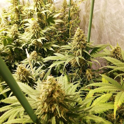Jack La Mota growlog timeline photo